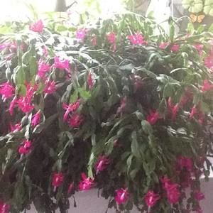 Meet your Posher, Deborah